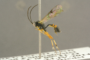  ( - BC-ZSM-HYM-27451-B04)  @13 [ ] CreativeCommons - Attribution Non-Commercial Share-Alike (2016) SNSB, Staatliche Naturwissenschaftliche Sammlungen Bayerns ZSM (SNSB, Zoologische Staatssammlung Muenchen)