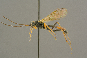  ( - BC-ZSM-HYM-27453-B02)  @11 [ ] CreativeCommons - Attribution Non-Commercial Share-Alike (2016) SNSB, Staatliche Naturwissenschaftliche Sammlungen Bayerns ZSM (SNSB, Zoologische Staatssammlung Muenchen)