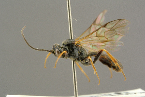  ( - BC-ZSM-HYM-27455-H04)  @14 [ ] CreativeCommons - Attribution Non-Commercial Share-Alike (2016) SNSB, Staatliche Naturwissenschaftliche Sammlungen Bayerns ZSM (SNSB, Zoologische Staatssammlung Muenchen)