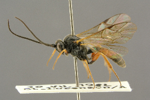  ( - BC-ZSM-HYM-27455-H09)  @14 [ ] CreativeCommons - Attribution Non-Commercial Share-Alike (2016) SNSB, Staatliche Naturwissenschaftliche Sammlungen Bayerns ZSM (SNSB, Zoologische Staatssammlung Muenchen)