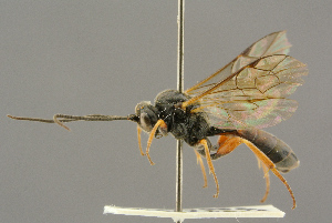  ( - BC-ZSM-HYM-27455-H10)  @11 [ ] CreativeCommons - Attribution Non-Commercial Share-Alike (2016) SNSB, Staatliche Naturwissenschaftliche Sammlungen Bayerns ZSM (SNSB, Zoologische Staatssammlung Muenchen)