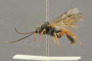  ( - BC-ZSM-HYM-27455-H11)  @14 [ ] CreativeCommons - Attribution Non-Commercial Share-Alike (2016) SNSB, Staatliche Naturwissenschaftliche Sammlungen Bayerns ZSM (SNSB, Zoologische Staatssammlung Muenchen)