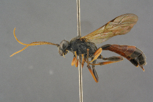  (Tryphon obtusator - BC-ZSM-HYM-27497-C02)  @14 [ ] CreativeCommons - Attribution Non-Commercial Share-Alike (2017) SNSB, Staatliche Naturwissenschaftliche Sammlungen Bayerns ZSM (SNSB, Zoologische Staatssammlung Muenchen)