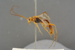  ( - BC-ZSM-HYM-27497-G01)  @11 [ ] CreativeCommons - Attribution Non-Commercial Share-Alike (2017) SNSB, Staatliche Naturwissenschaftliche Sammlungen Bayerns ZSM (SNSB, Zoologische Staatssammlung Muenchen)
