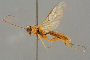  ( - BC-ZSM-HYM-27503-B01)  @11 [ ] CreativeCommons - Attribution Non-Commercial Share-Alike (2016) SNSB, Staatliche Naturwissenschaftliche Sammlungen Bayerns ZSM (SNSB, Zoologische Staatssammlung Muenchen)