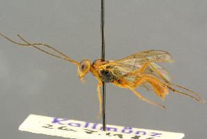  ( - BC-ZSM-HYM-27503-B03)  @11 [ ] CreativeCommons - Attribution Non-Commercial Share-Alike (2016) SNSB, Staatliche Naturwissenschaftliche Sammlungen Bayerns ZSM (SNSB, Zoologische Staatssammlung Muenchen)