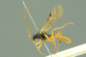  ( - BC-ZSM-HYM-27503-D12)  @11 [ ] CreativeCommons - Attribution Non-Commercial Share-Alike (2016) SNSB, Staatliche Naturwissenschaftliche Sammlungen Bayerns ZSM (SNSB, Zoologische Staatssammlung Muenchen)