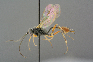  ( - BC-ZSM-HYM-27533-B07)  @11 [ ] CreativeCommons - Attribution Non-Commercial Share-Alike (2016) SNSB, Staatliche Naturwissenschaftliche Sammlungen Bayerns ZSM (SNSB, Zoologische Staatssammlung Muenchen)