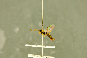  ( - BC-ZSM-HYM-27566-F03)  @12 [ ] CreativeCommons - Attribution Non-Commercial Share-Alike (2016) SNSB, Staatliche Naturwissenschaftliche Sammlungen Bayerns ZSM (SNSB, Zoologische Staatssammlung Muenchen)