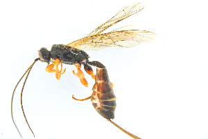  ( - BC-ZSM-HYM-27568-E06)  @13 [ ] CreativeCommons - Attribution Non-Commercial Share-Alike (2016) SNSB, Staatliche Naturwissenschaftliche Sammlungen Bayerns ZSM (SNSB, Zoologische Staatssammlung Muenchen)