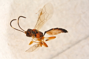  ( - BC-ZSM-HYM-27590-D09)  @12 [ ] CreativeCommons - Attribution Non-Commercial Share-Alike (2015) SNSB, Zoologische Staatssammlung Muenchen SNSB, Zoologische Staatssammlung Muenchen