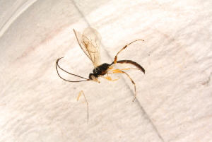  ( - BC-ZSM-HYM-27591-F06)  @12 [ ] CreativeCommons - Attribution Non-Commercial Share-Alike (2015) SNSB, Zoologische Staatssammlung Muenchen SNSB, Zoologische Staatssammlung Muenchen