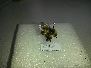  ( - BC-ZSM-HYM-27676-C07)  @12 [ ] CreativeCommons - Attribution Non-Commercial Share-Alike (2016) SNSB, Staatliche Naturwissenschaftliche Sammlungen Bayerns ZSM (SNSB, Zoologische Staatssammlung Muenchen)