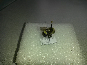  ( - BC-ZSM-HYM-27676-C08)  @12 [ ] CreativeCommons - Attribution Non-Commercial Share-Alike (2016) SNSB, Staatliche Naturwissenschaftliche Sammlungen Bayerns ZSM (SNSB, Zoologische Staatssammlung Muenchen)