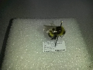  ( - BC-ZSM-HYM-27676-C09)  @12 [ ] CreativeCommons - Attribution Non-Commercial Share-Alike (2016) SNSB, Staatliche Naturwissenschaftliche Sammlungen Bayerns ZSM (SNSB, Zoologische Staatssammlung Muenchen)