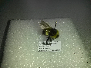  ( - BC-ZSM-HYM-27676-C10)  @12 [ ] CreativeCommons - Attribution Non-Commercial Share-Alike (2016) SNSB, Staatliche Naturwissenschaftliche Sammlungen Bayerns ZSM (SNSB, Zoologische Staatssammlung Muenchen)