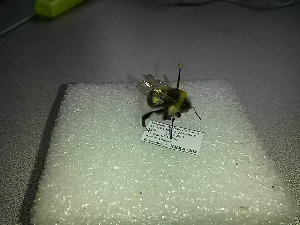  ( - BC-ZSM-HYM-27676-C12)  @12 [ ] CreativeCommons - Attribution Non-Commercial Share-Alike (2016) SNSB, Staatliche Naturwissenschaftliche Sammlungen Bayerns ZSM (SNSB, Zoologische Staatssammlung Muenchen)