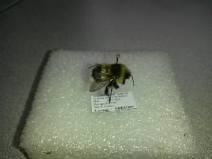  ( - BC-ZSM-HYM-27676-D01)  @12 [ ] CreativeCommons - Attribution Non-Commercial Share-Alike (2016) SNSB, Staatliche Naturwissenschaftliche Sammlungen Bayerns ZSM (SNSB, Zoologische Staatssammlung Muenchen)