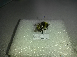  ( - BC-ZSM-HYM-27676-D02)  @12 [ ] CreativeCommons - Attribution Non-Commercial Share-Alike (2016) SNSB, Staatliche Naturwissenschaftliche Sammlungen Bayerns ZSM (SNSB, Zoologische Staatssammlung Muenchen)