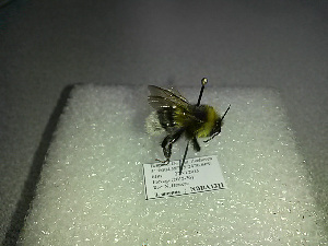  ( - BC-ZSM-HYM-27676-D03)  @12 [ ] CreativeCommons - Attribution Non-Commercial Share-Alike (2016) SNSB, Staatliche Naturwissenschaftliche Sammlungen Bayerns ZSM (SNSB, Zoologische Staatssammlung Muenchen)