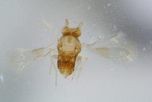  ( - BC-ZSM-HYM-27734-A10)  @11 [ ] CreativeCommons - Attribution Non-Commercial Share-Alike (2015) Stefan Schmidt SNSB, Zoologische Staatssammlung Muenchen