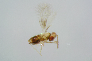  ( - BC-ZSM-HYM-27734-B01)  @11 [ ] CreativeCommons - Attribution Non-Commercial Share-Alike (2015) Stefan Schmidt SNSB, Zoologische Staatssammlung Muenchen