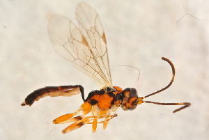  ( - BC-ZSM-HYM-27762-F06)  @12 [ ] CreativeCommons - Attribution Non-Commercial Share-Alike (2015) SNSB, Zoologische Staatssammlung Muenchen SNSB, Zoologische Staatssammlung Muenchen