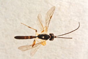  ( - BC-ZSM-HYM-27764-H09)  @12 [ ] CreativeCommons - Attribution Non-Commercial Share-Alike (2015) SNSB, Zoologische Staatssammlung Muenchen SNSB, Zoologische Staatssammlung Muenchen