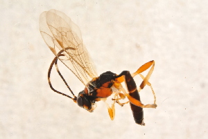  ( - BC-ZSM-HYM-27765-D06)  @12 [ ] CreativeCommons - Attribution Non-Commercial Share-Alike (2015) SNSB, Zoologische Staatssammlung Muenchen SNSB, Zoologische Staatssammlung Muenchen