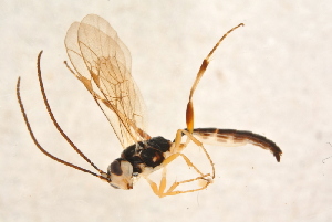  ( - BC-ZSM-HYM-27765-D07)  @12 [ ] CreativeCommons - Attribution Non-Commercial Share-Alike (2015) SNSB, Zoologische Staatssammlung Muenchen SNSB, Zoologische Staatssammlung Muenchen