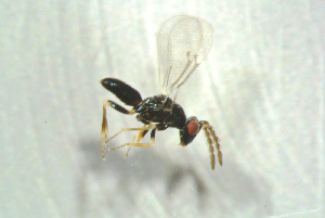  (Oomyzus propodealis - BC-ZSM-HYM-27769-C05)  @12 [ ] CreativeCommons - Attribution Non-Commercial Share-Alike (2015) Stefan Schmidt SNSB, Zoologische Staatssammlung Muenchen