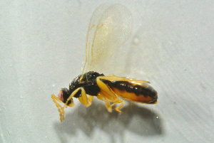  ( - BC-ZSM-HYM-27769-F10)  @13 [ ] CreativeCommons - Attribution Non-Commercial Share-Alike (2015) Stefan Schmidt SNSB, Zoologische Staatssammlung Muenchen