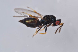  ( - BC-ZSM-HYM-29750-A07)  @13 [ ] CreativeCommons - Attribution Non-Commercial Share-Alike (2017) SNSB, Staatliche Naturwissenschaftliche Sammlungen Bayerns ZSM (SNSB, Zoologische Staatssammlung Muenchen)