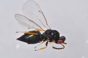  ( - BC-ZSM-HYM-29750-A12)  @13 [ ] CreativeCommons - Attribution Non-Commercial Share-Alike (2017) SNSB, Staatliche Naturwissenschaftliche Sammlungen Bayerns ZSM (SNSB, Zoologische Staatssammlung Muenchen)