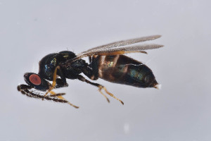  ( - BC-ZSM-HYM-29750-B07)  @13 [ ] CreativeCommons - Attribution Non-Commercial Share-Alike (2017) SNSB, Staatliche Naturwissenschaftliche Sammlungen Bayerns ZSM (SNSB, Zoologische Staatssammlung Muenchen)