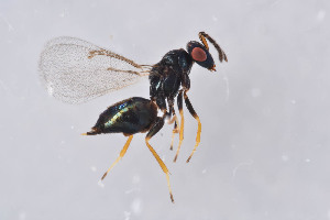  ( - BC-ZSM-HYM-29751-B12)  @13 [ ] CreativeCommons - Attribution Non-Commercial Share-Alike (2017) SNSB, Staatliche Naturwissenschaftliche Sammlungen Bayerns ZSM (SNSB, Zoologische Staatssammlung Muenchen)