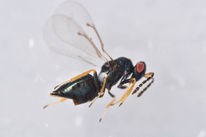  ( - BC-ZSM-HYM-29751-H04)  @13 [ ] CreativeCommons - Attribution Non-Commercial Share-Alike (2017) SNSB, Staatliche Naturwissenschaftliche Sammlungen Bayerns ZSM (SNSB, Zoologische Staatssammlung Muenchen)