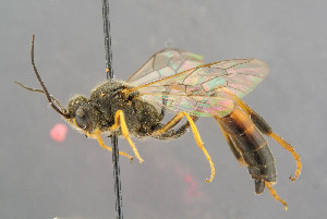  (Erigorgus femorator - BC-ZSM-HYM-29764-F04)  @11 [ ] CreativeCommons - Attribution Non-Commercial Share-Alike (2017) SNSB, Staatliche Naturwissenschaftliche Sammlungen Bayerns ZSM (SNSB, Zoologische Staatssammlung Muenchen)
