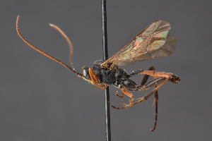  ( - BC-ZSM-HYM-29766-B12)  @11 [ ] CreativeCommons - Attribution Non-Commercial Share-Alike (2018) SNSB, Staatliche Naturwissenschaftliche Sammlungen Bayerns ZSM (SNSB, Zoologische Staatssammlung Muenchen)