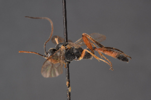  ( - BC-ZSM-HYM-29766-C02)  @11 [ ] CreativeCommons - Attribution Non-Commercial Share-Alike (2018) SNSB, Staatliche Naturwissenschaftliche Sammlungen Bayerns ZSM (SNSB, Zoologische Staatssammlung Muenchen)