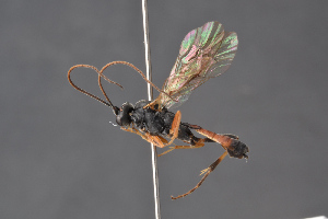  ( - BC-ZSM-HYM-29766-C04)  @14 [ ] CreativeCommons - Attribution Non-Commercial Share-Alike (2018) SNSB, Staatliche Naturwissenschaftliche Sammlungen Bayerns ZSM (SNSB, Zoologische Staatssammlung Muenchen)