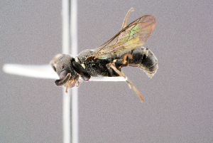  ( - BC-ZSM-HYM-29768-D09)  @11 [ ] CreativeCommons - Attribution Non-Commercial Share-Alike (2018) SNSB, Staatliche Naturwissenschaftliche Sammlungen Bayerns ZSM (SNSB, Zoologische Staatssammlung Muenchen)