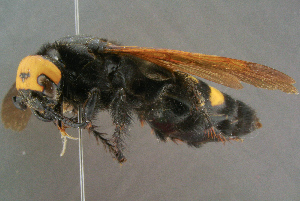  (Megascolia maculata flavifrons - BC-ZSM-HYM-29769-H11)  @14 [ ] CreativeCommons - Attribution Non-Commercial Share-Alike (2018) SNSB, Staatliche Naturwissenschaftliche Sammlungen Bayerns ZSM (SNSB, Zoologische Staatssammlung Muenchen)