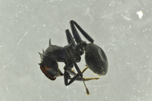 ( - BC-ZSM-HYM-29770-E08)  @13 [ ] CreativeCommons - Attribution Non-Commercial Share-Alike (2018) SNSB, Staatliche Naturwissenschaftliche Sammlungen Bayerns ZSM (SNSB, Zoologische Staatssammlung Muenchen)