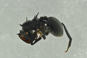  ( - BC-ZSM-HYM-29770-E09)  @13 [ ] CreativeCommons - Attribution Non-Commercial Share-Alike (2018) SNSB, Staatliche Naturwissenschaftliche Sammlungen Bayerns ZSM (SNSB, Zoologische Staatssammlung Muenchen)