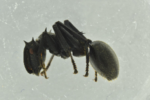  ( - BC-ZSM-HYM-29770-G04)  @13 [ ] CreativeCommons - Attribution Non-Commercial Share-Alike (2018) SNSB, Staatliche Naturwissenschaftliche Sammlungen Bayerns ZSM (SNSB, Zoologische Staatssammlung Muenchen)
