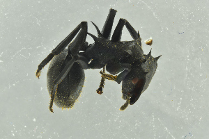  ( - BC-ZSM-HYM-29770-G06)  @13 [ ] CreativeCommons - Attribution Non-Commercial Share-Alike (2018) SNSB, Staatliche Naturwissenschaftliche Sammlungen Bayerns ZSM (SNSB, Zoologische Staatssammlung Muenchen)