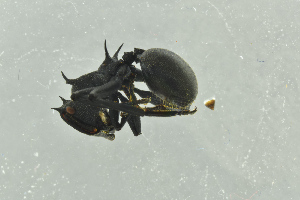  ( - BC-ZSM-HYM-29770-G07)  @13 [ ] CreativeCommons - Attribution Non-Commercial Share-Alike (2018) SNSB, Staatliche Naturwissenschaftliche Sammlungen Bayerns ZSM (SNSB, Zoologische Staatssammlung Muenchen)