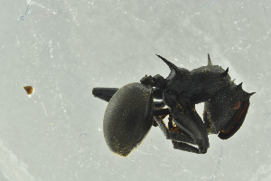  ( - BC-ZSM-HYM-29770-G09)  @13 [ ] CreativeCommons - Attribution Non-Commercial Share-Alike (2018) SNSB, Staatliche Naturwissenschaftliche Sammlungen Bayerns ZSM (SNSB, Zoologische Staatssammlung Muenchen)