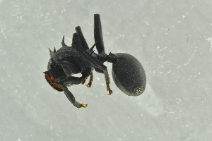  ( - BC-ZSM-HYM-29770-G11)  @13 [ ] CreativeCommons - Attribution Non-Commercial Share-Alike (2018) SNSB, Staatliche Naturwissenschaftliche Sammlungen Bayerns ZSM (SNSB, Zoologische Staatssammlung Muenchen)